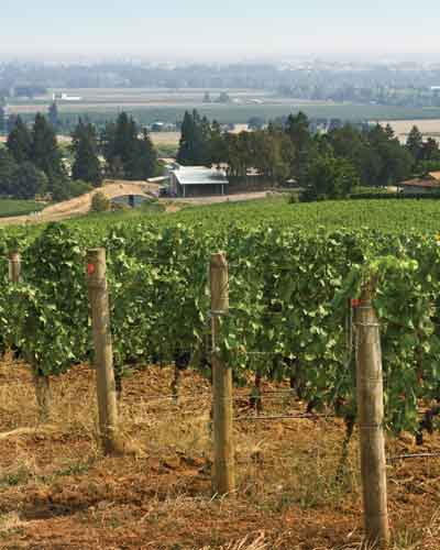 Rows of grapevines supported by wooden posts in a vineyard, with open fields and trees in the distance on a sunny day.